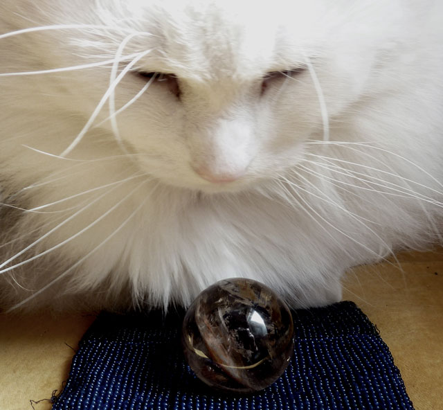 Photograph of a white cat looking into a crystal ball