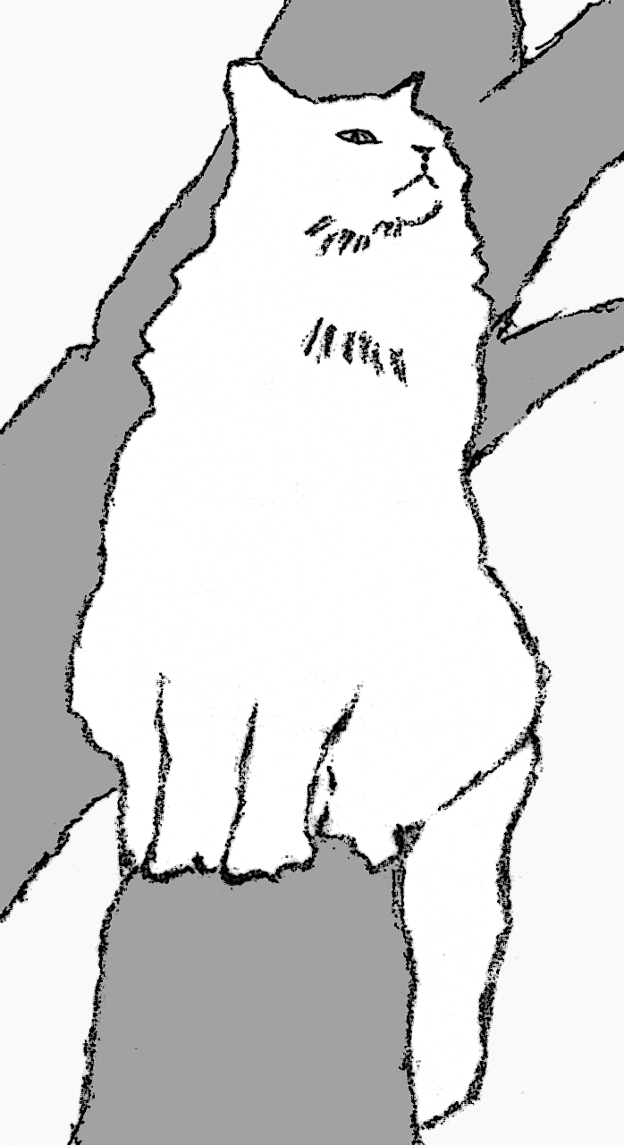 Drawing of white cat